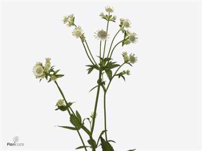 Astrantia Billion Stars