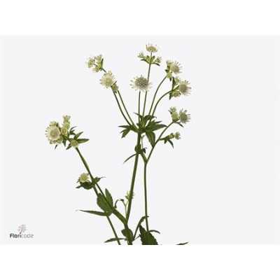 Astrantia Billion Stars