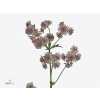 Astrantia Pret Ballerina