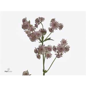 Astrantia Pret Ballerina
