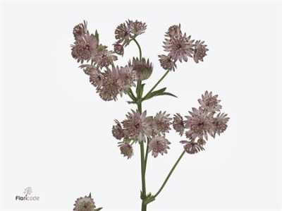 Astrantia Pret Ballerina
