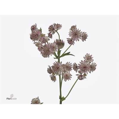 Astrantia Pret Ballerina