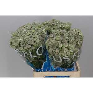 Astrantia Prinses Ballerina
