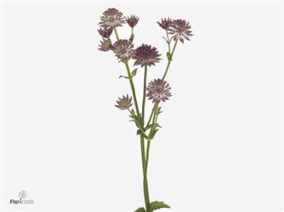 Astrantia Roma