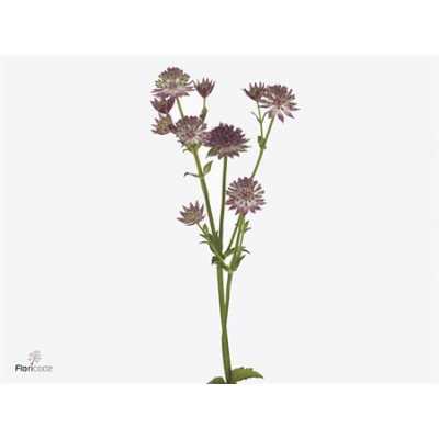 Astrantia Roma