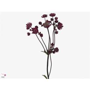 Astrantia Star Of Fire