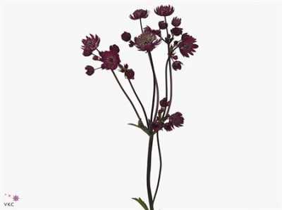 Astrantia Star Of Fire