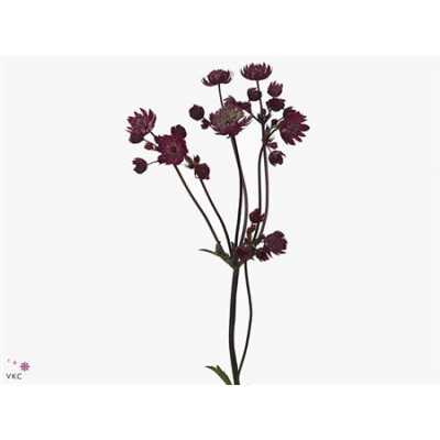 Astrantia Star Of Fire