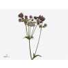 Astrantia Star Of Flame