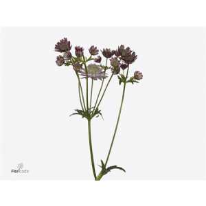 Astrantia Star Of Flame