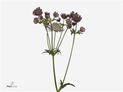 Astrantia Star Of Flame
