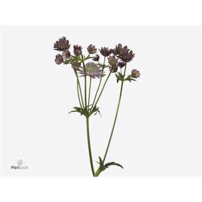 Astrantia Star Of Flame