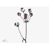 Astrantia Star Of Love