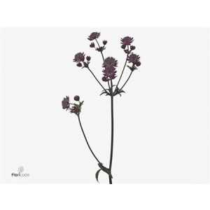 Astrantia Star Of Love