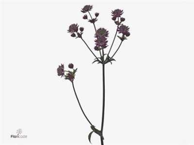 Astrantia Star Of Love