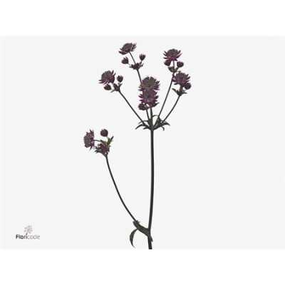 Astrantia Star Of Love