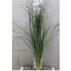 Beargrass
