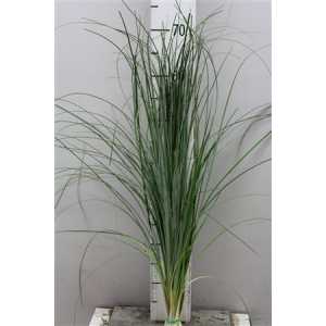 Beargrass