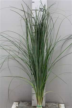 Beargrass