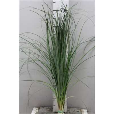 Beargrass