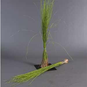 Beregras Green