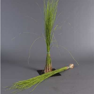 Beregras Green