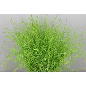 Berk Apple Green