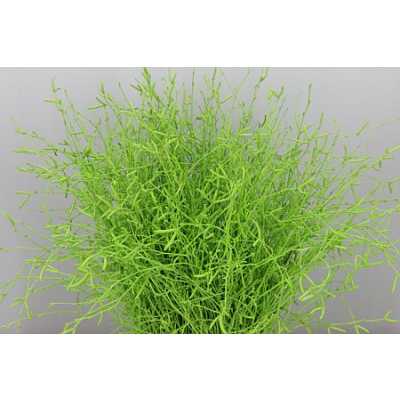 Berk Apple Green