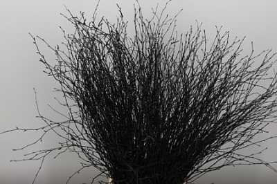 Berk Black