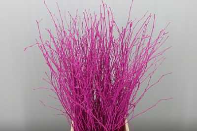 Berk Cerise