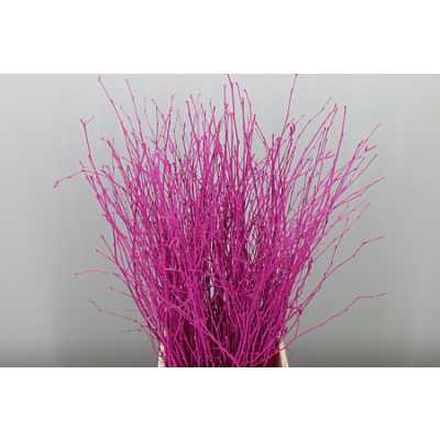 Berk Cerise