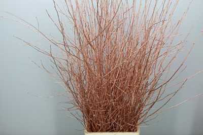 Berk Copper