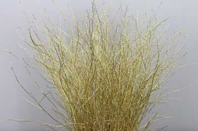 Berk Gold