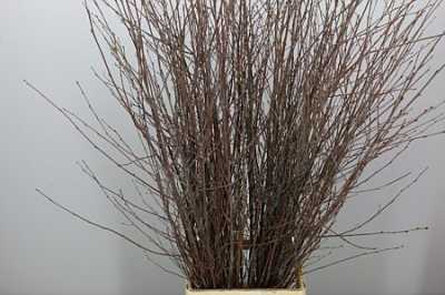 Berk Naturel