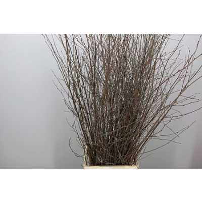 Berk Naturel Glitter