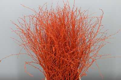 Berk Orange