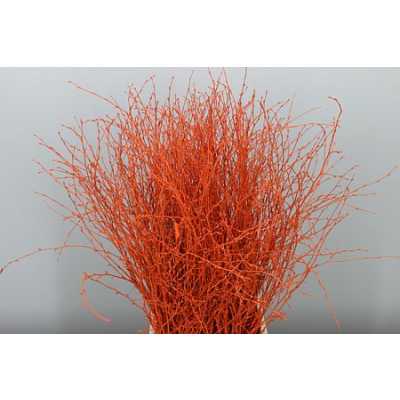 Berk Orange