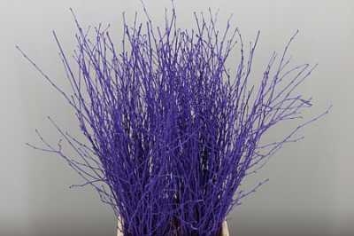Berk Purple