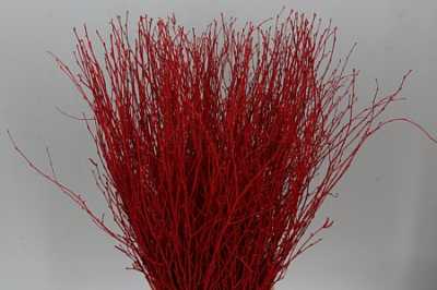 Berk Red