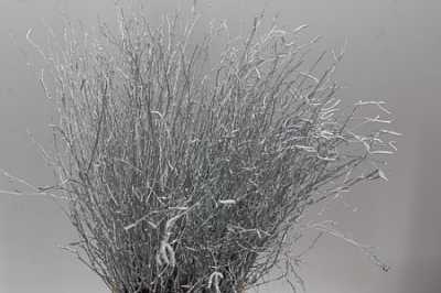 Berk Silver Glitter