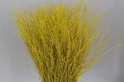 Berk Yellow