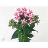 Bouv Du Dark Pink