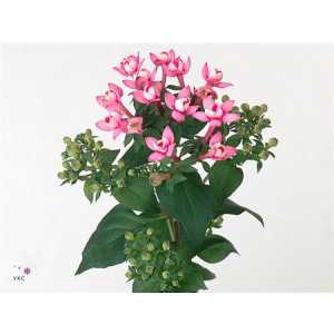 Bouv Du Dark Pink