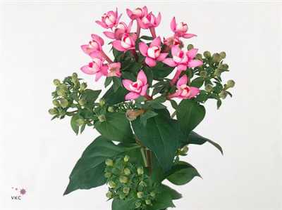 Bouv Du Dark Pink
