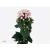 Bouv Du Light Pink