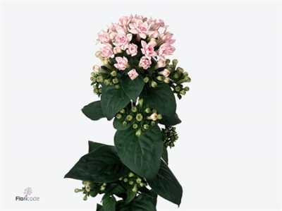 Bouv Du Light Pink