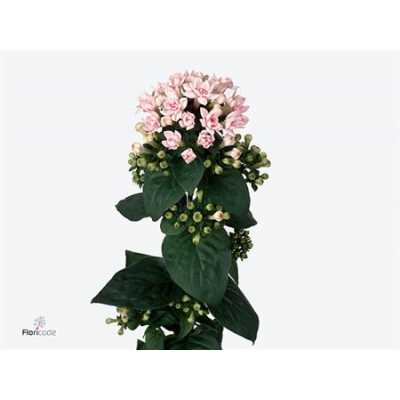 Bouv Du Light Pink