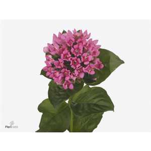 Bouv En Pink Charm