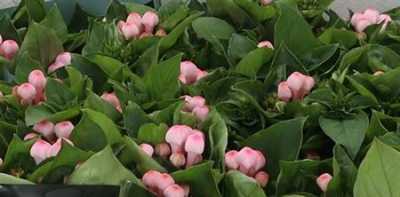 Bouv En Pink Wash