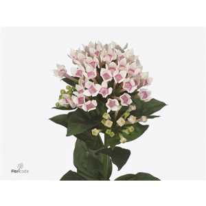 Bouv En Two Tone Pink